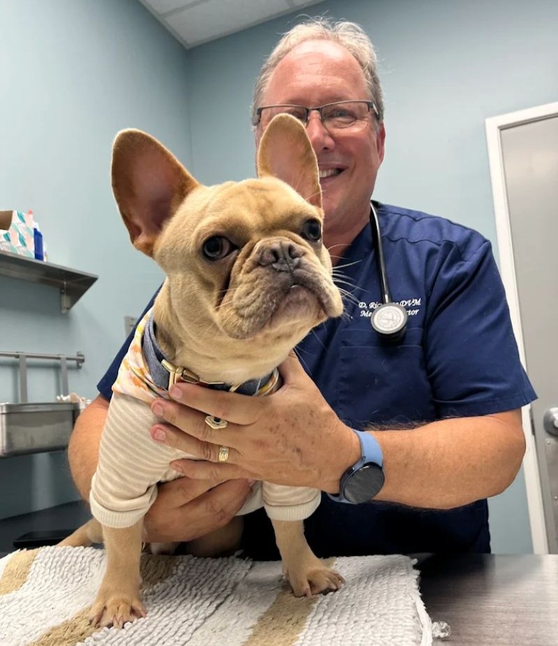 Veterinarian smiling with a tan French Bulldog in a striped shirt.