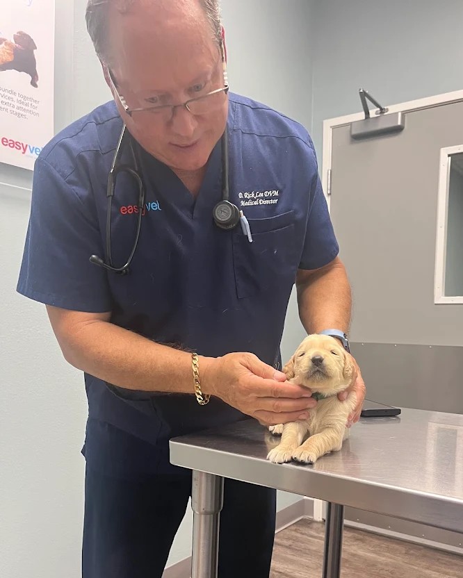Veterinarian examining a small puppy on a clinic table.