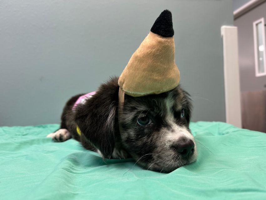 Puppy with a pointed tan hat lying on a green blanket.