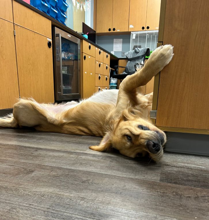Golden retriever lying on its back on a floor, playfully looking at the camera.