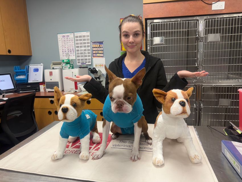Woman standing with a real and two model Boston Terriers on a vet clinic counter.