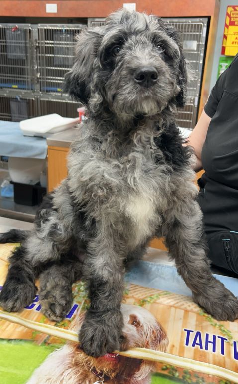 Gray dog sitting on a table with a quizzical expression.
