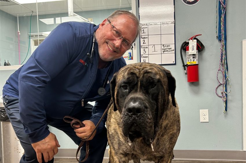 Veterinarian in blue coat posing with a large dog in the office