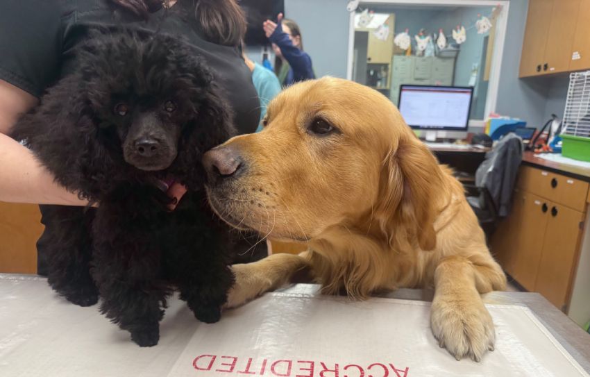 A black poodle and a golden retriever together on a table in a vet’s office.