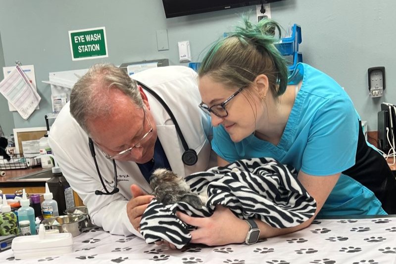 Veterinarians caring for a small and cute dog.