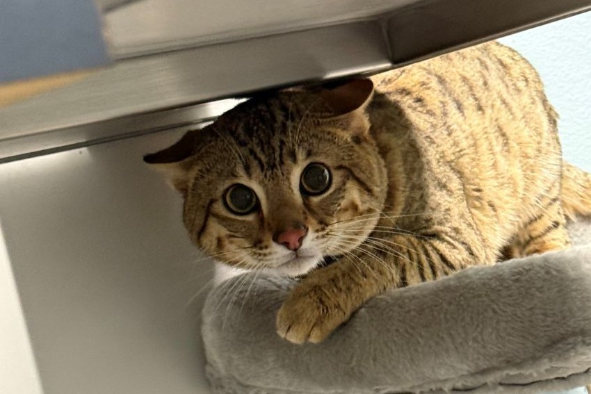 A small, calm tabby cat with yellow eyes.
