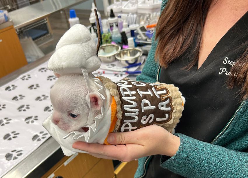 A puppy dressed in a pumpkin spice latte costume held by a person in a green sweater.