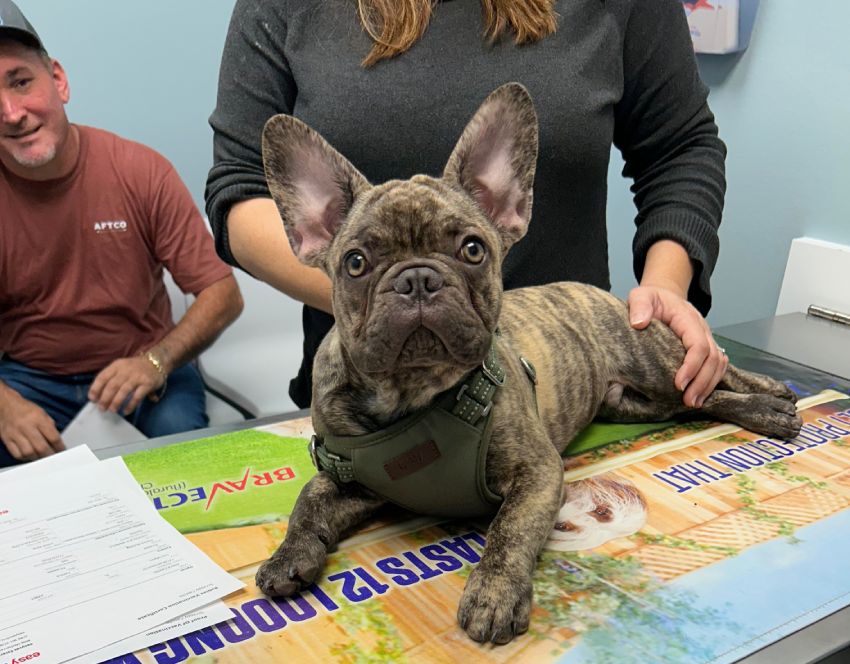 Puppy lying on a table staring with interested face