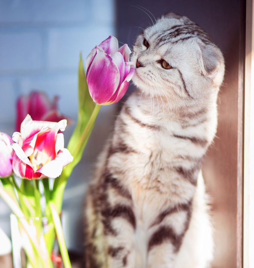 A tabby cat sniffing a pink tulip flower indoors.