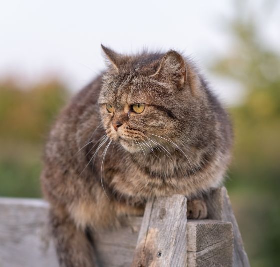 Tabby cat with a thick fur coat sitting on a wooden fence.