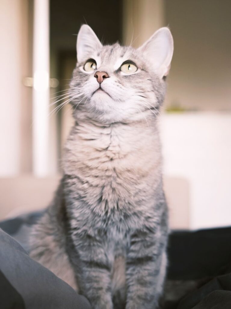 A gray tabby cat with yellow eyes sitting on the bed.