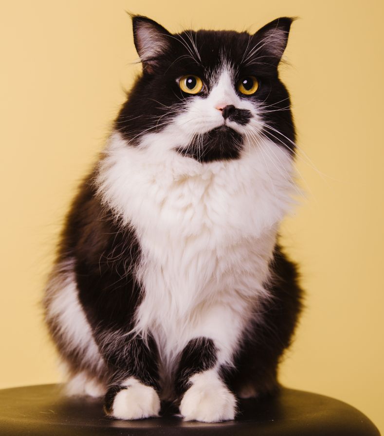 Black and white long-haired cat sitting on a stool against a yellow background.