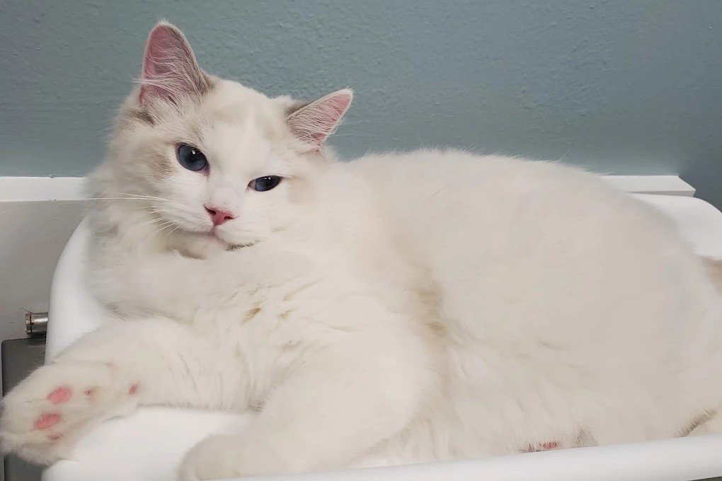 White fluffy cat with blue eyes lounging on a white surface.