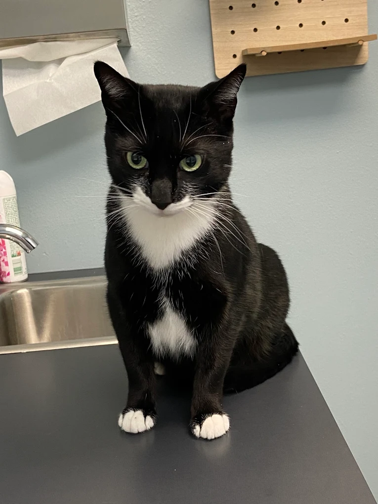 Black and white cat sitting on a gray surface with a curious expression.