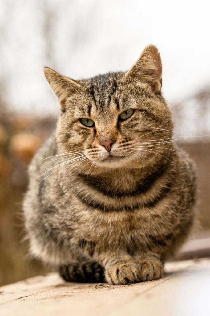 Tabby cat with a serious expression sitting on a ledge.