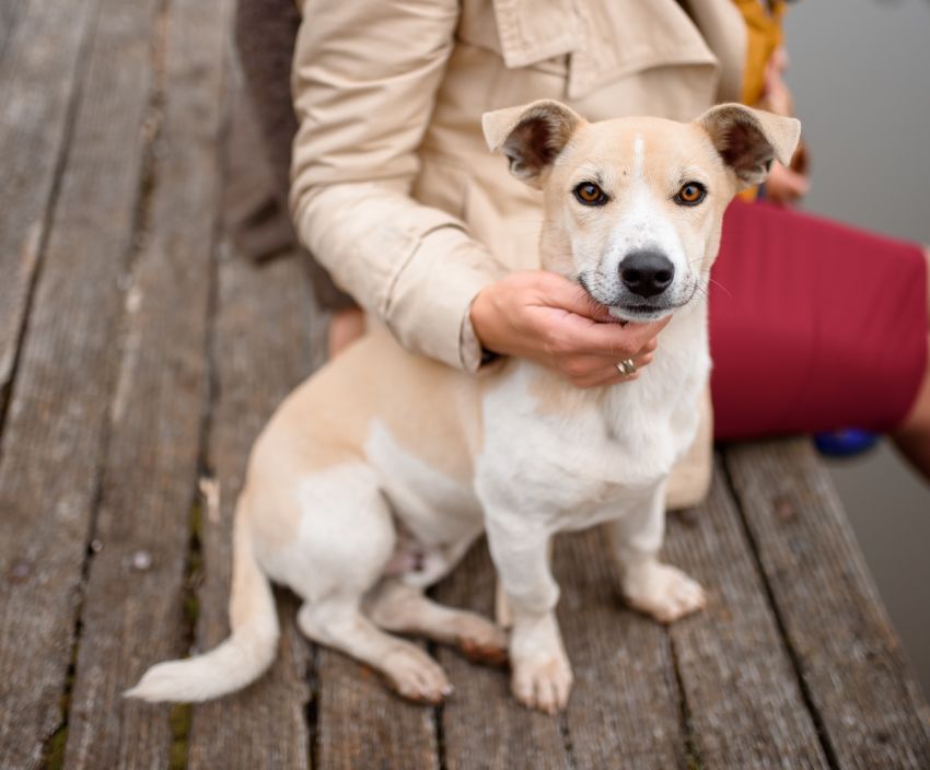 A white and tan dog sitting on a bench, being petted by a person.