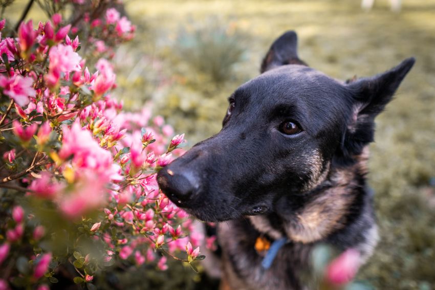 German Shepherd dog sniffing pink flowers in a garden.