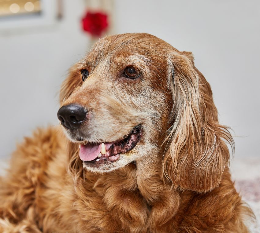 Close-up of a golden retriever with wavy fur, smiling.