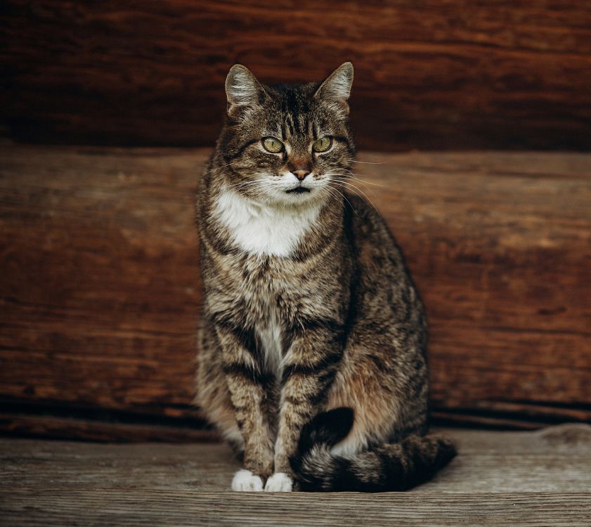 Tabby cat with white paws sitting on wooden surface.