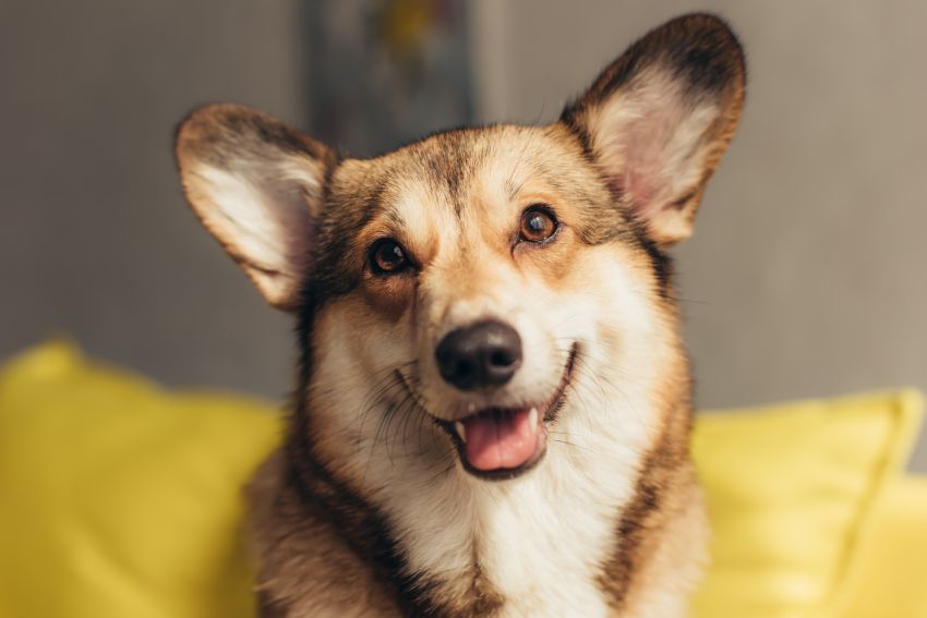 Close-up of a smiling Corgi with large ears and expressive eyes.