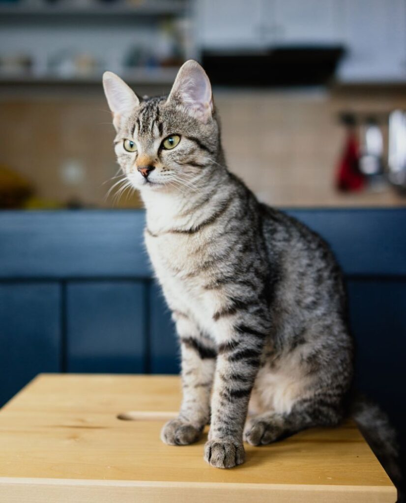 Tabby cat sitting on a wooden table looking to the side.