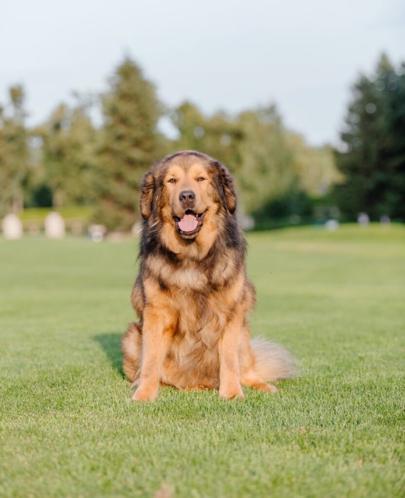 A happy large dog sitting on grass with trees in the background.