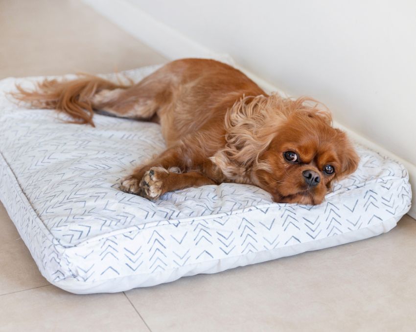 Cavalier King Charles Spaniel lying on a patterned dog bed.