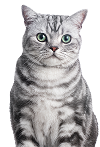 A silver tabby cat with green eyes looking directly at the camera.