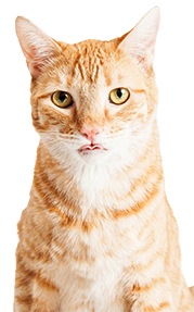 Orange tabby cat looking directly at the camera.