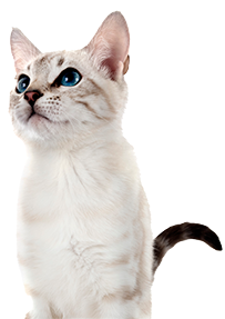 White cat with blue eyes and a dark-tipped tail looking upwards.