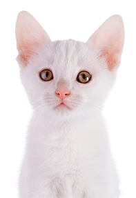 White kitten with bright eyes looking directly at the camera.