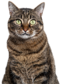 Tabby cat with green eyes staring directly at the camera.