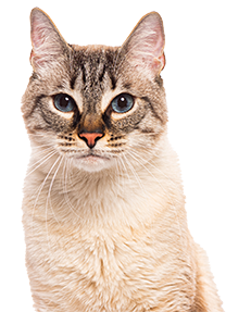 Close-up of a tabby cat with striking eyes looking directly at the camera.