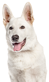 White dog with upright ears and a happy expression.