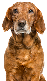 Portrait of an elderly golden retriever looking at the camera.