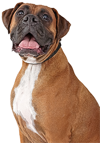 A cheerful brown and white boxer dog with an open mouth and tongue out.