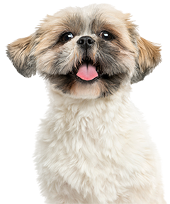 Close-up of a happy Shih Tzu puppy with its tongue out.