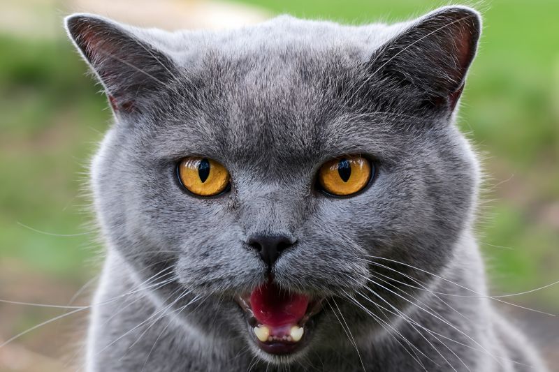 Close-up of a gray cat with bright orange eyes and an open mouth.
