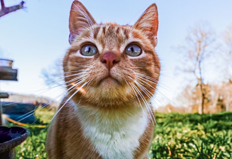 Close-up of an orange tabby cat looking up curiously outdoors.