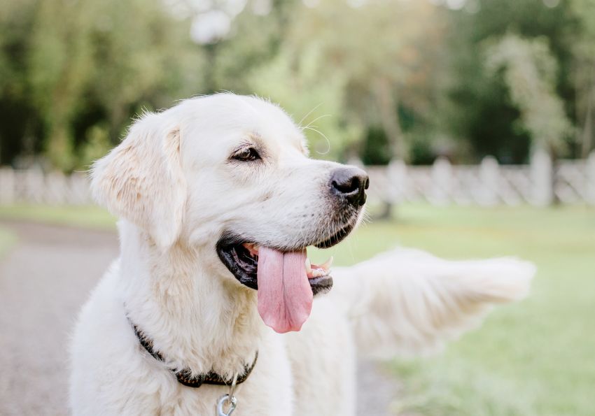 Close up of a smiling golden retriever with its tongue out.