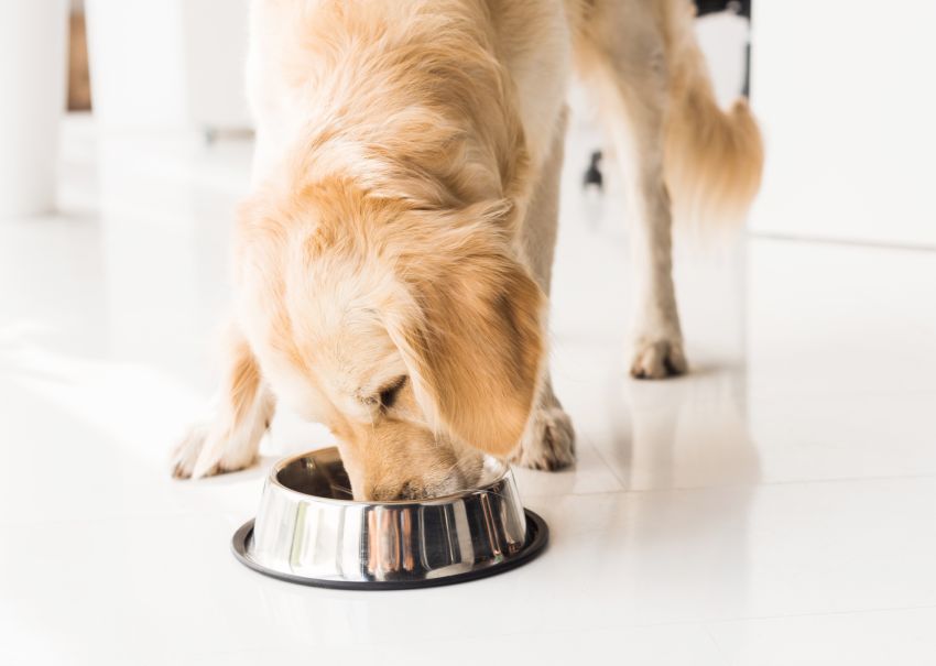 Golden retriever eating from a bowl on a white floor.
