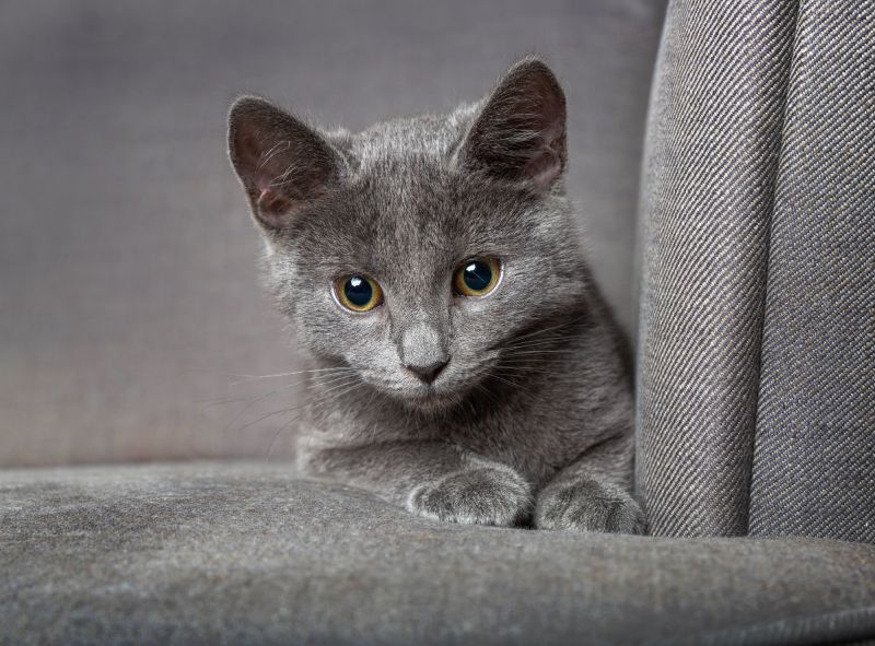 A small gray kitten peering out from behind a gray sofa.