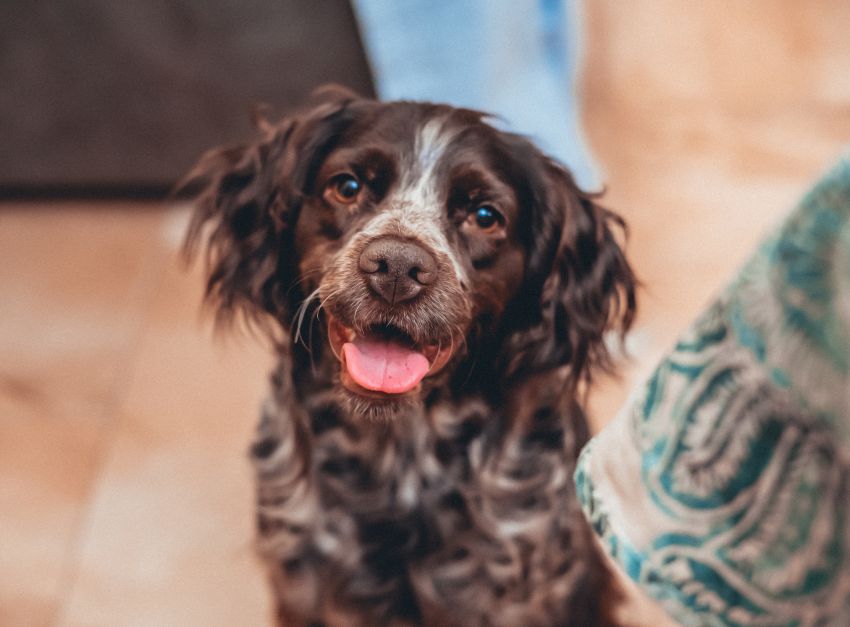 Close-up of a cheerful black and brown spaniel dog with a wagging tongue.