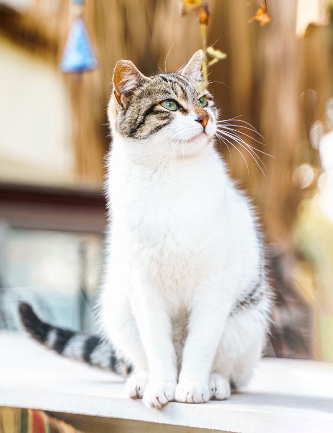 White and tabby cat sitting and looking upward.