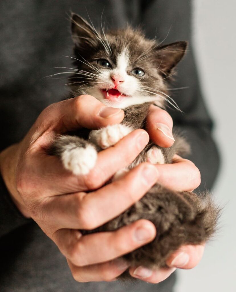 A small gray and white kitten being held gently in a person's hands, mouth open in a tiny meow.