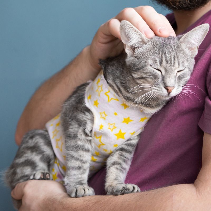 A man gently pets a content gray tabby cat wearing a yellow star bandana.