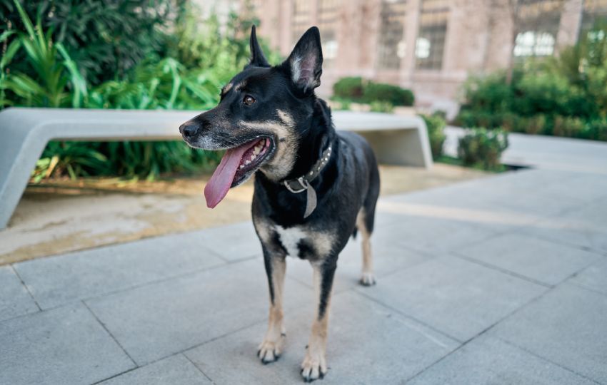Black and tan dog with a panting tongue, wearing a collar, in an outdoor setting.