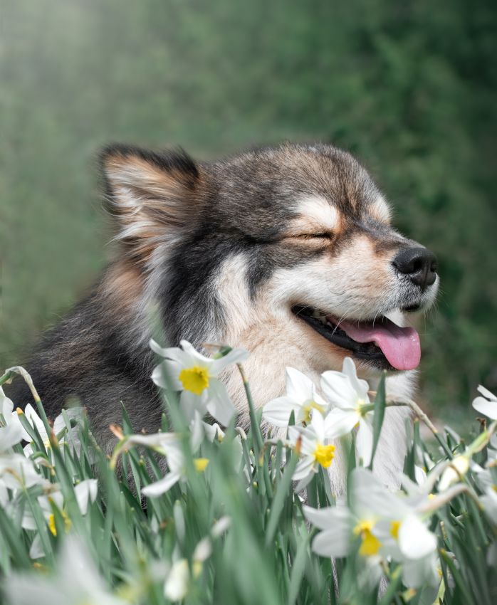 A joyful dog with closed eyes smiling among blooming white daffodils.