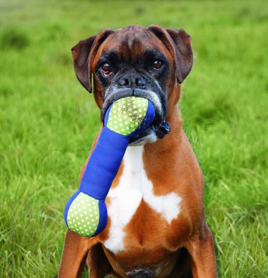 Dog playing with a toy staring at the camera