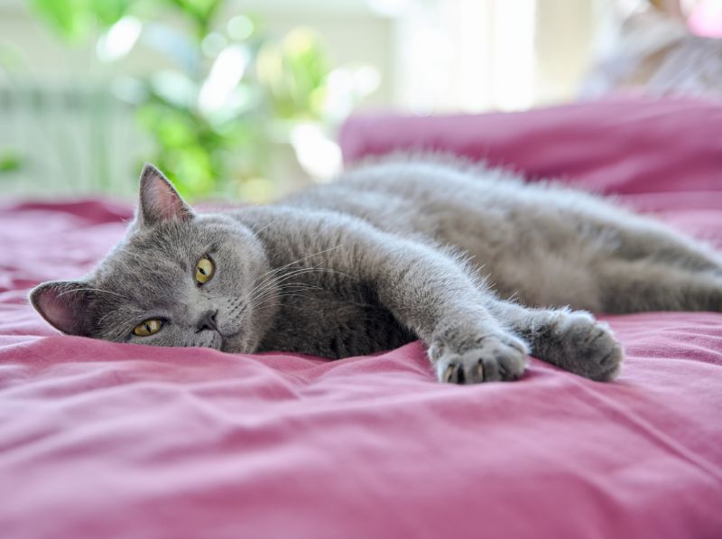 Gray cat lounging on a pink bedspread.
